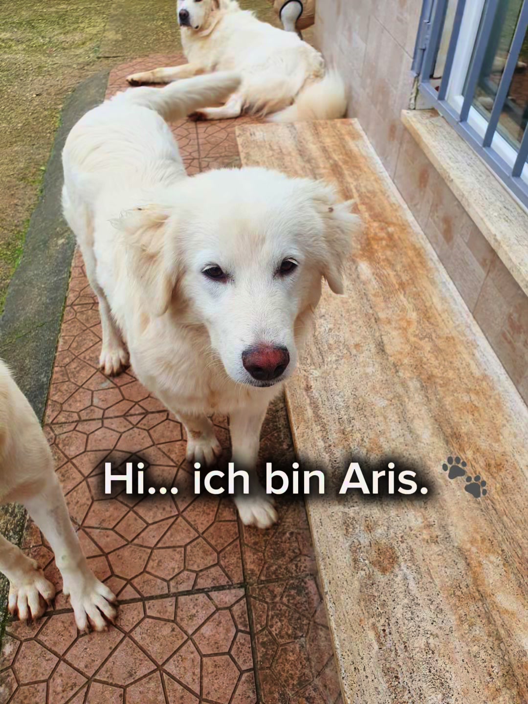 @Tierheim der Gl&uuml;ckliche