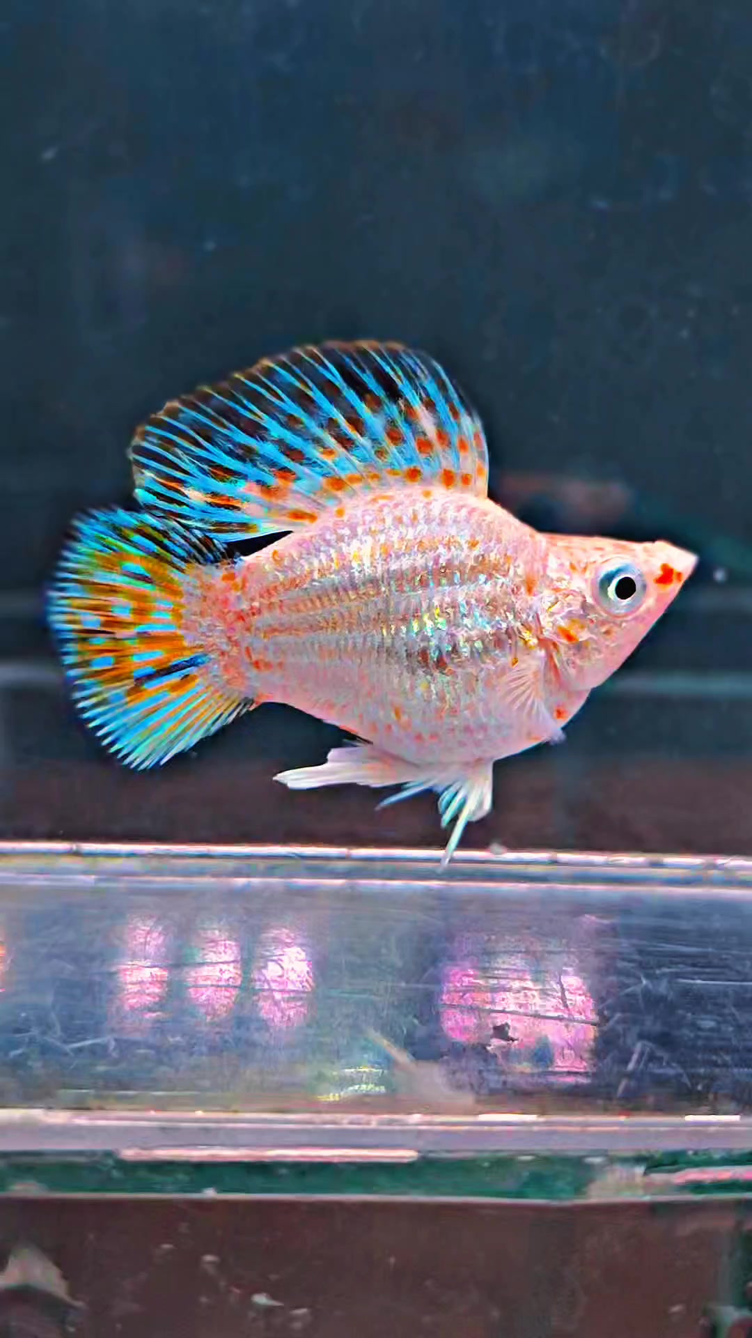 @Ramon Fish Banyuwangi