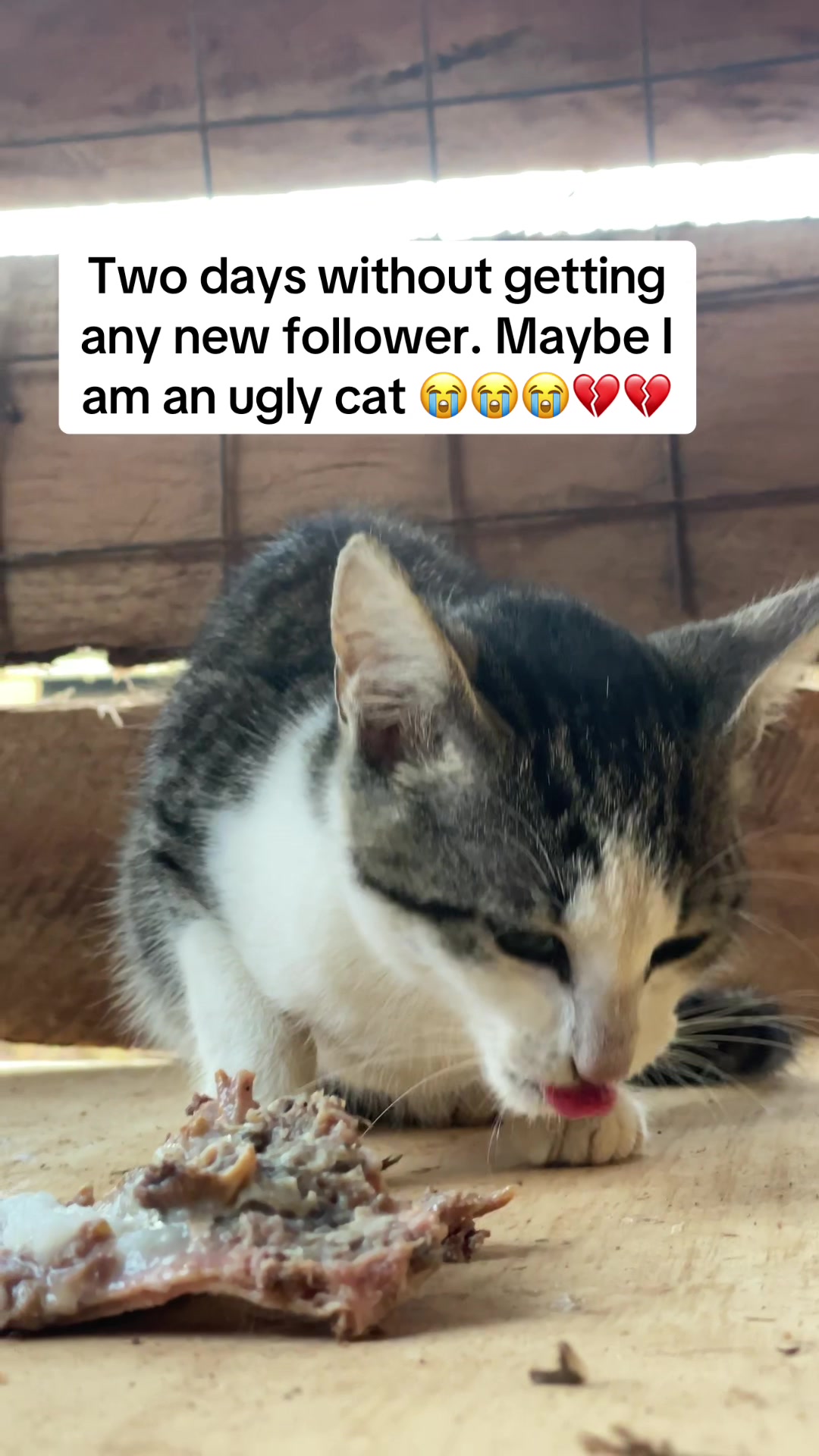 @tailspinrescue