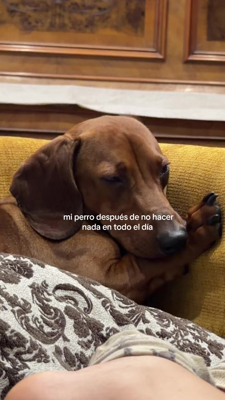 @chavaavlogs