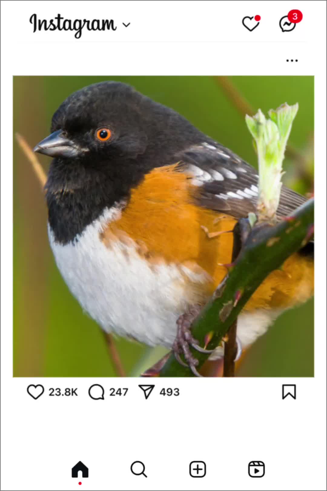 @oaktitmouse