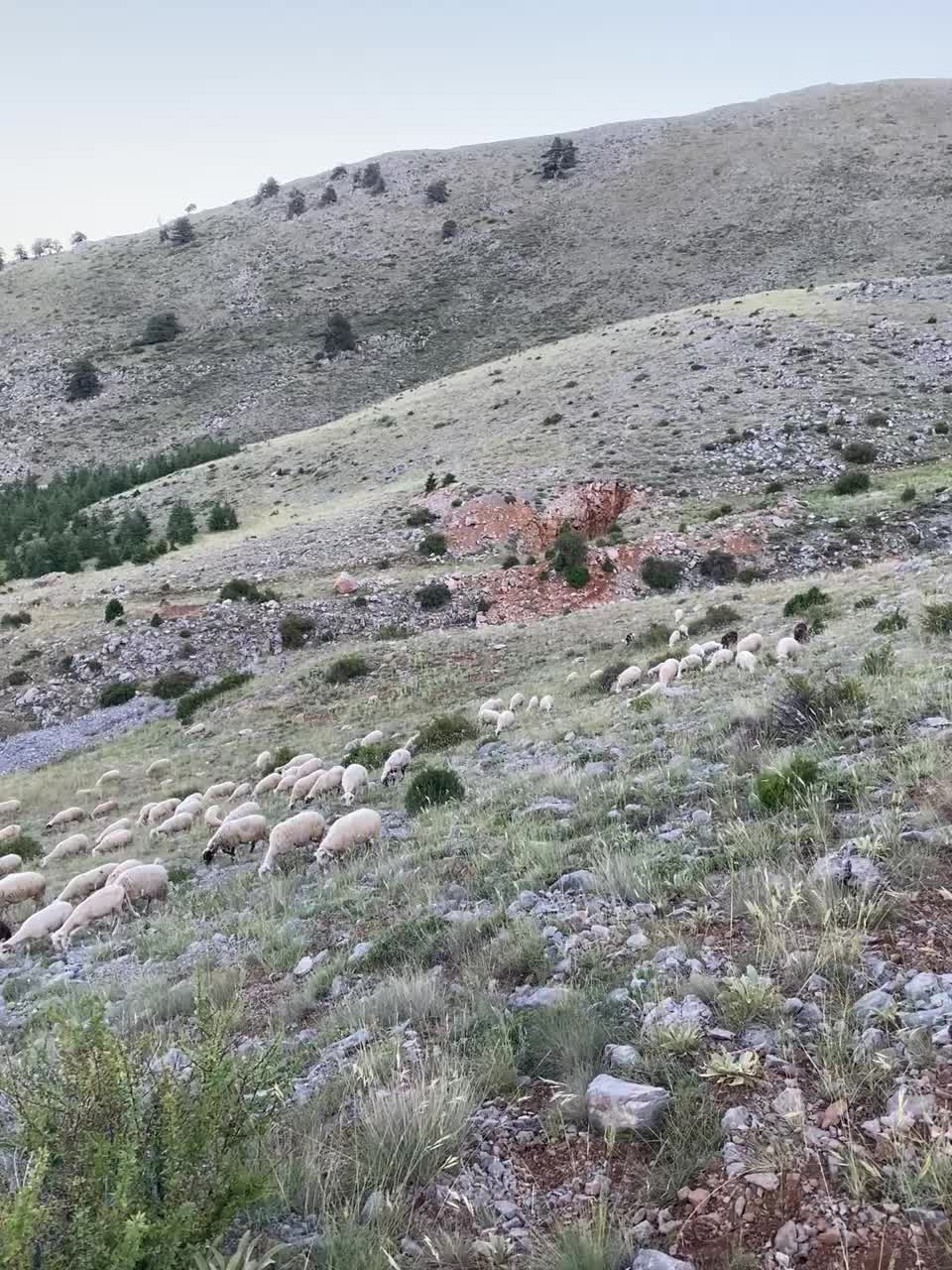 @Havva kaçar