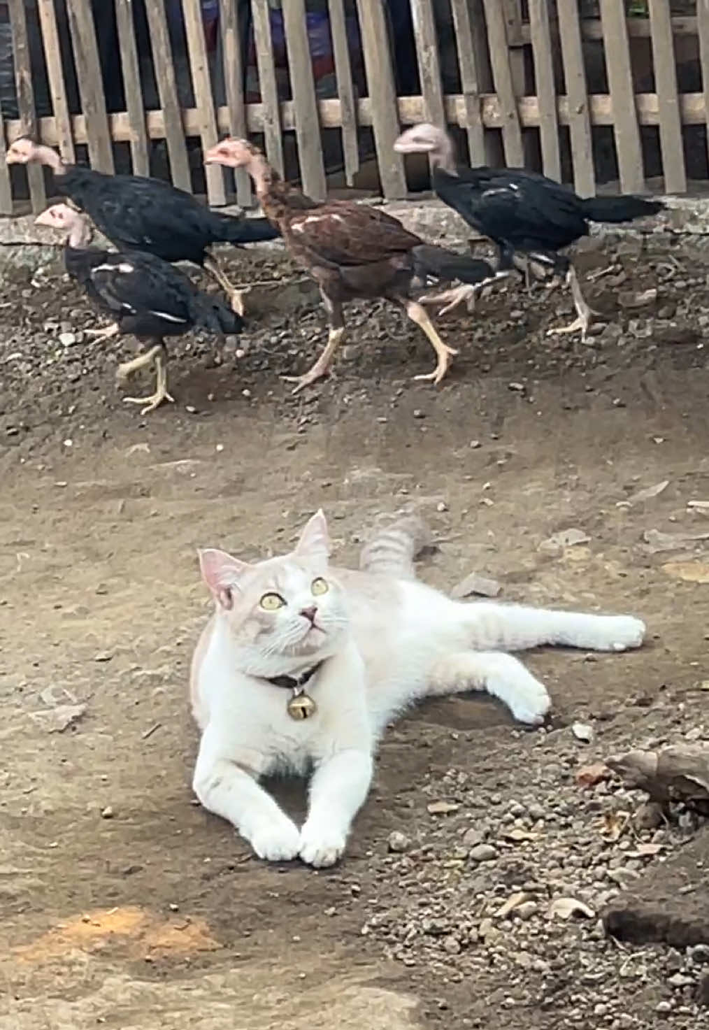 @Ciko & The Meow Gang ๐พ