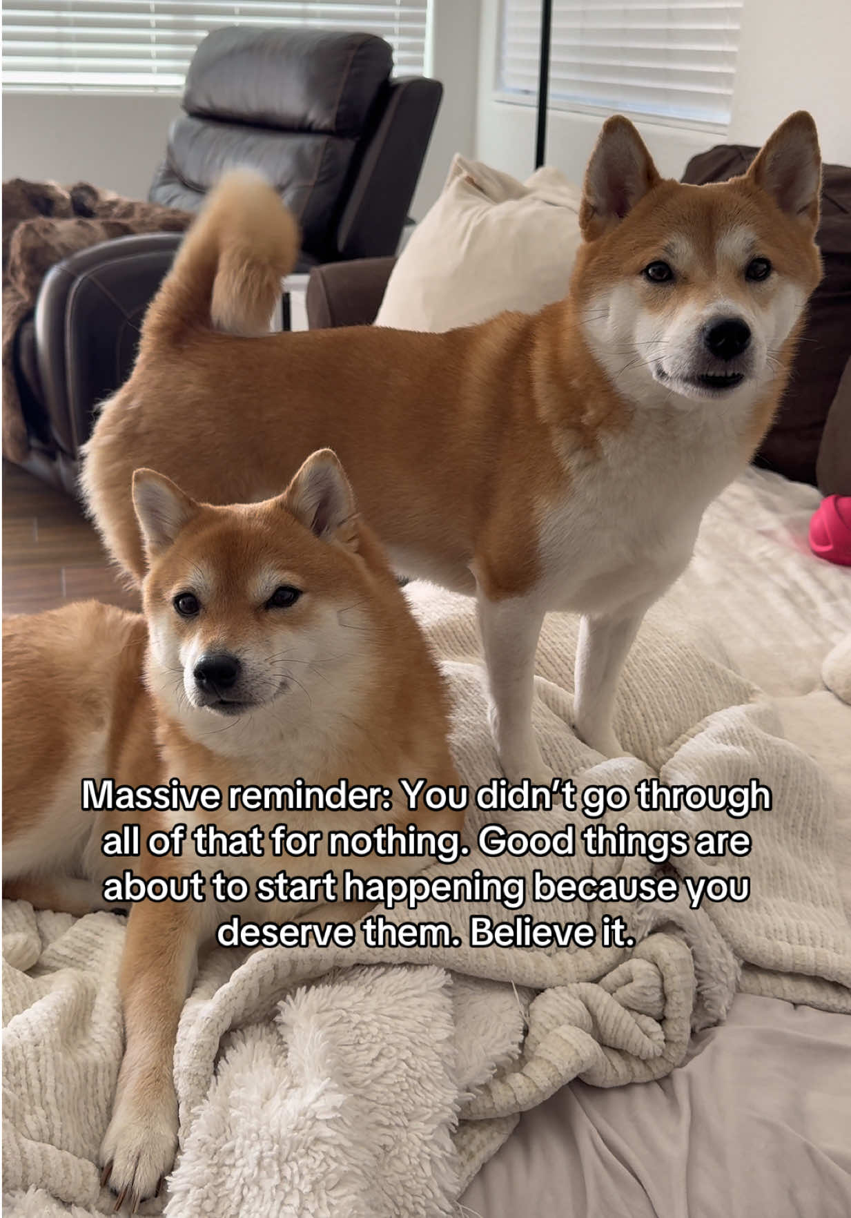@Flock of Shibas 🐕🐕🐕