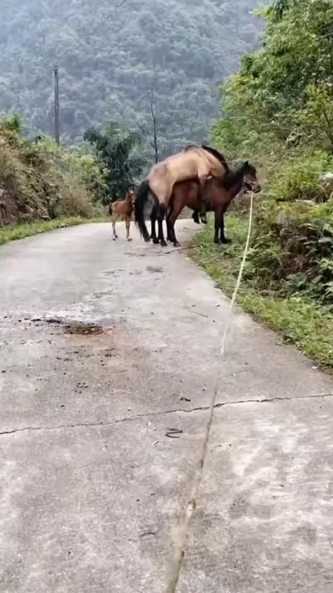 @viralvideo