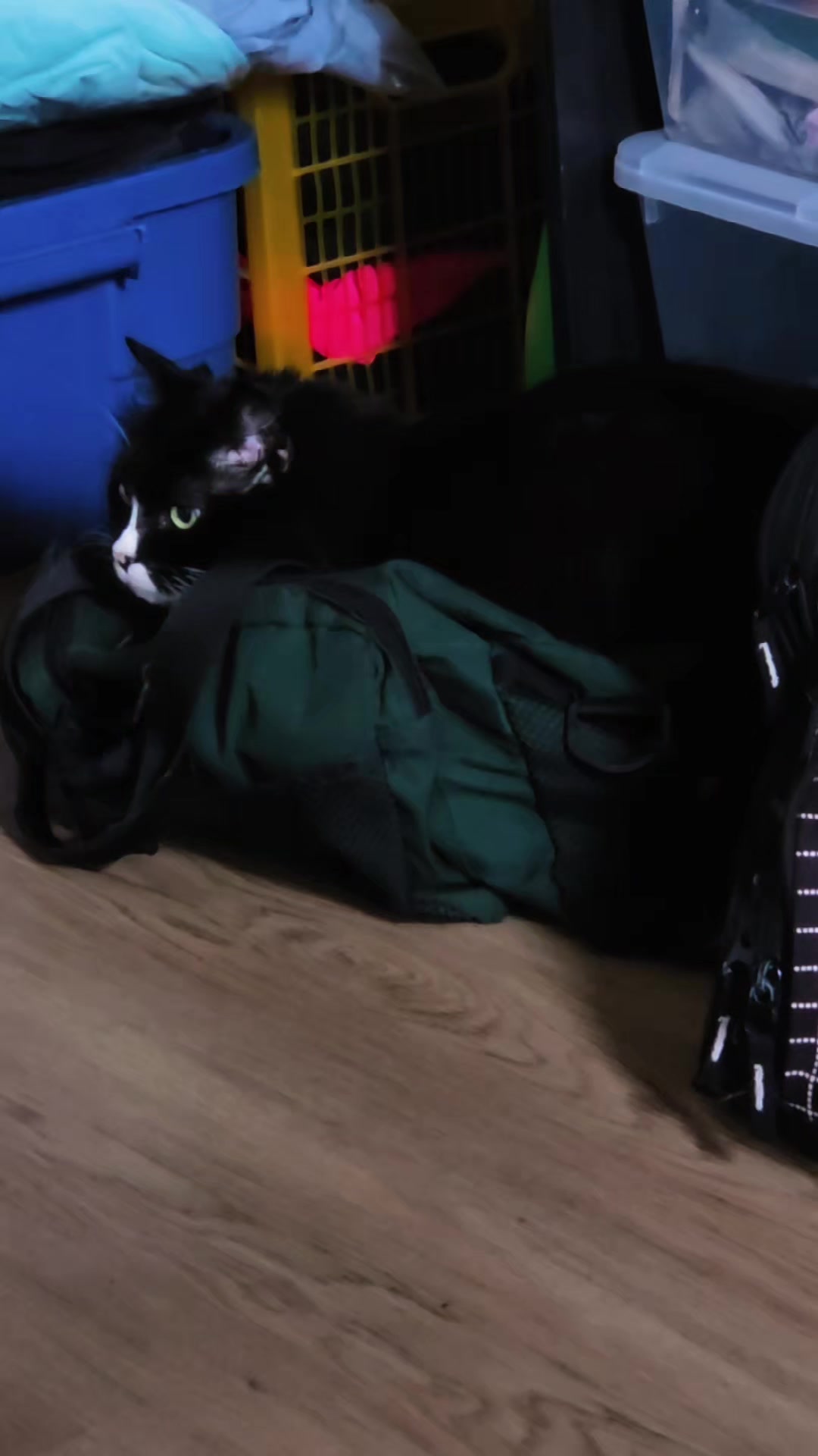 @AtticaTheTuxedoCat
