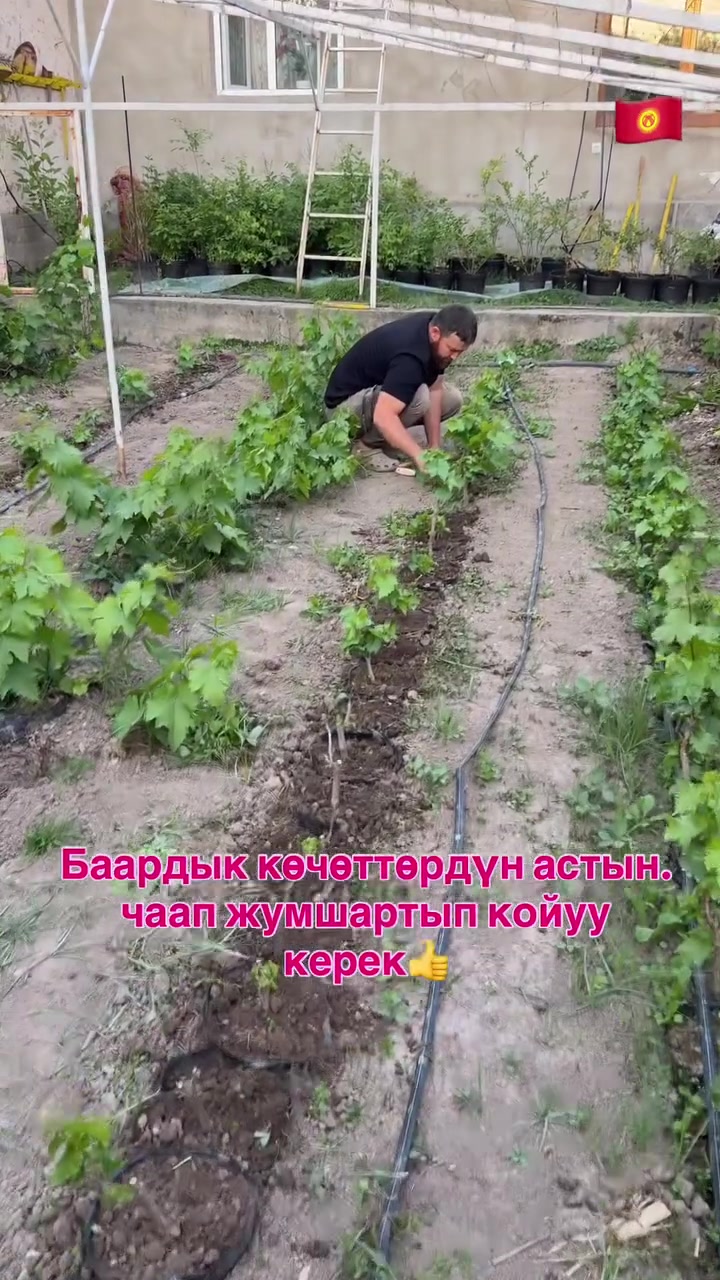 @СУПЕР САДОВНИК ИЗ ЖАЛАЛ-АБАДА
