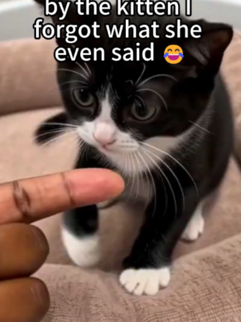 @mustcop6