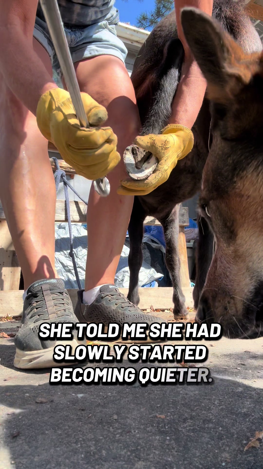 @Hot Sauce the Mini horse 🐎
