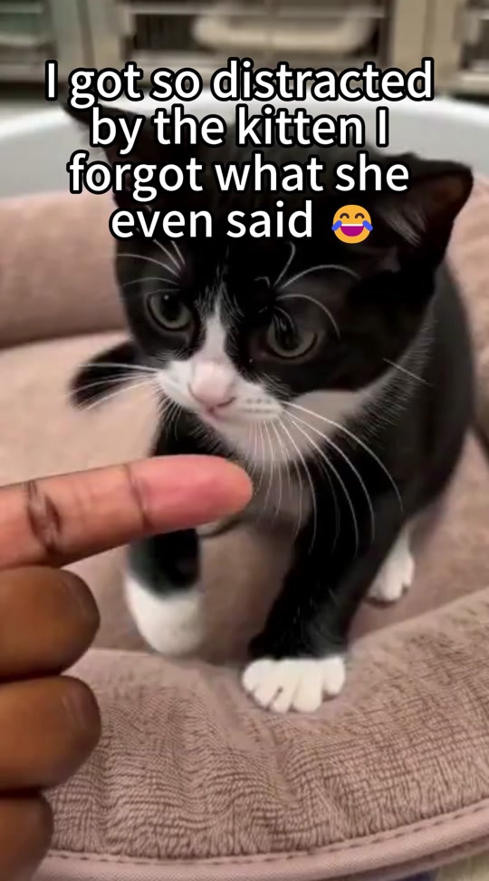 @mustcop6