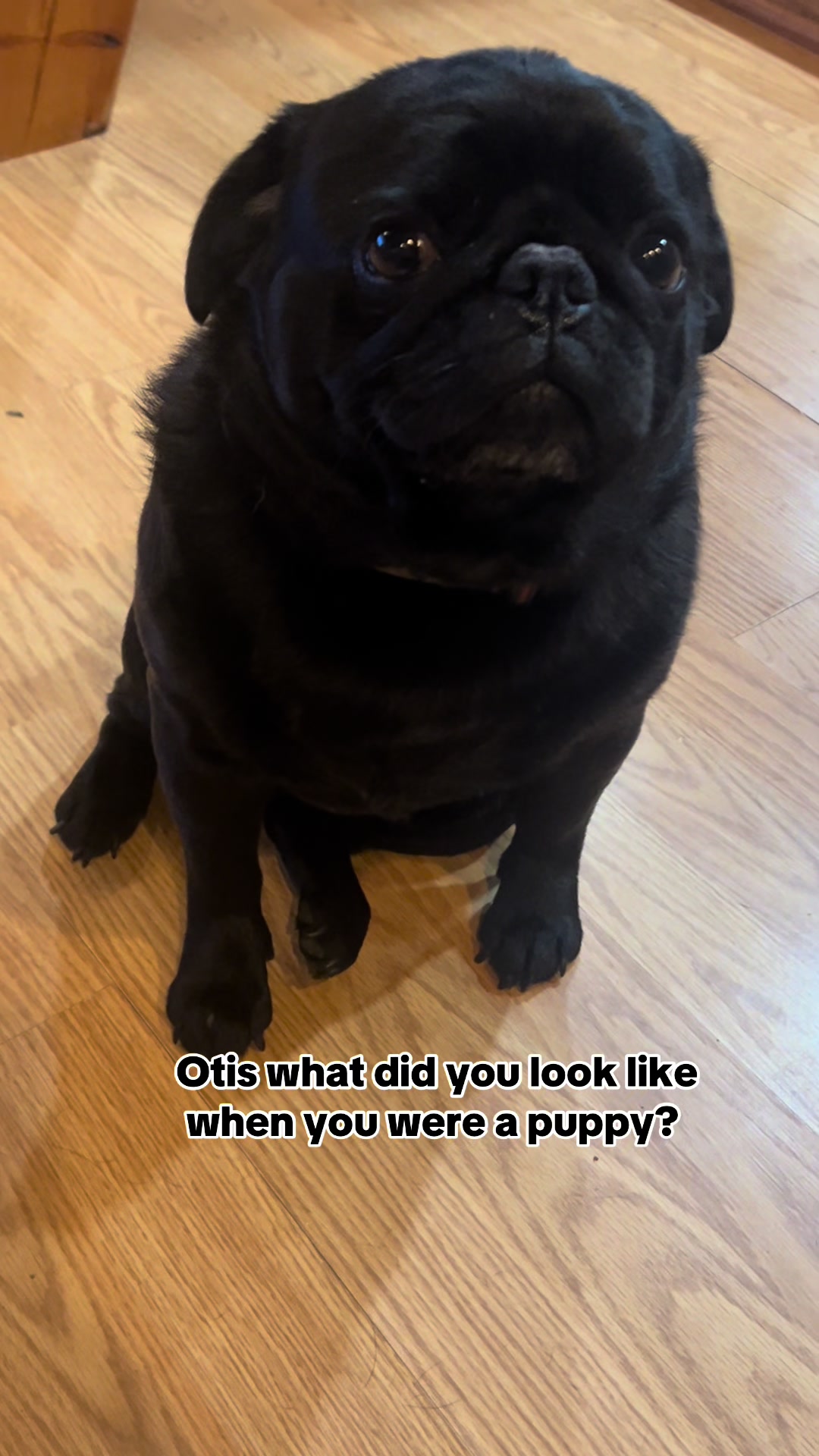 @Pugaddict