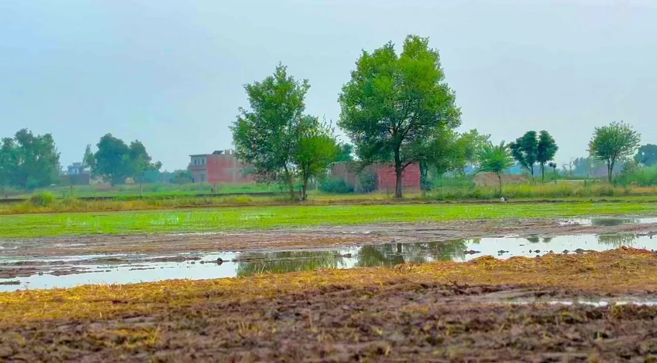 @🌹🌾☘️ پنجابی منڈا 🌸🪴🌹