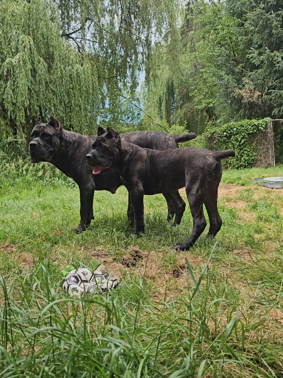 @SalmonCreekCaneCorso