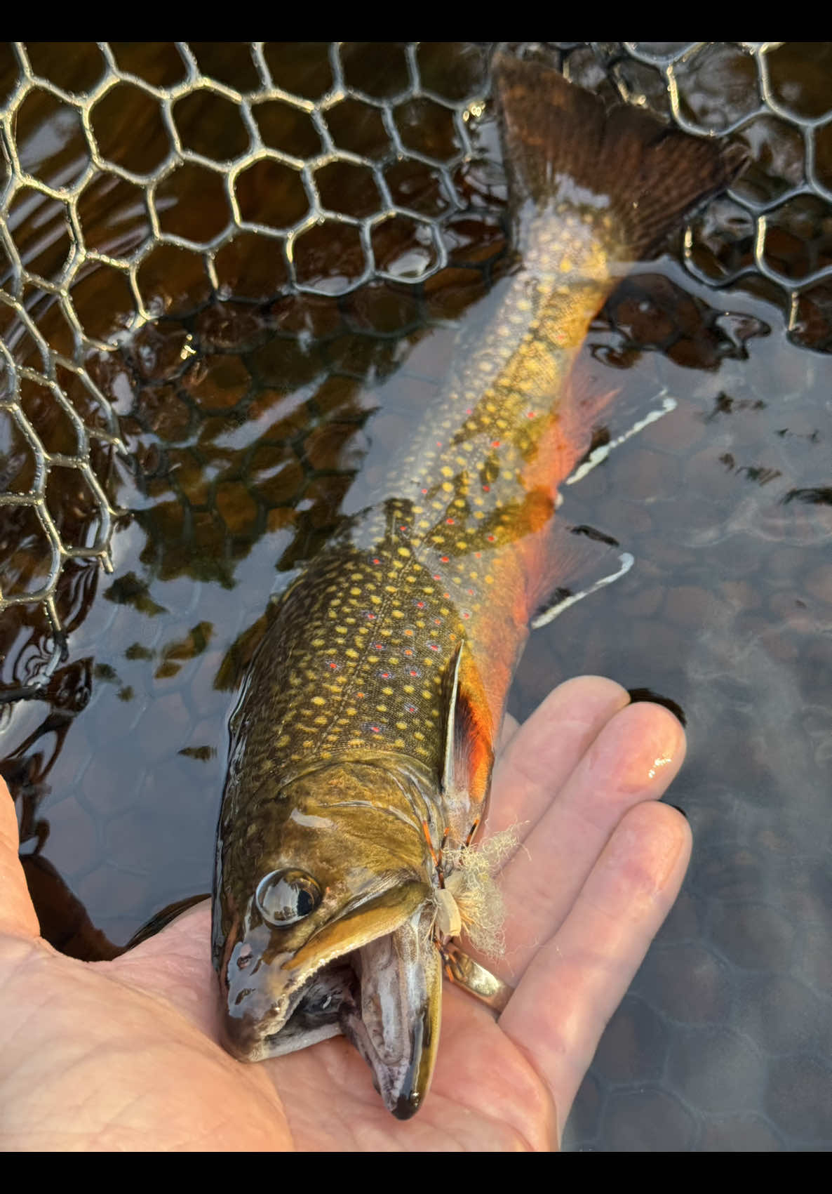 @FlyFishDelawhere