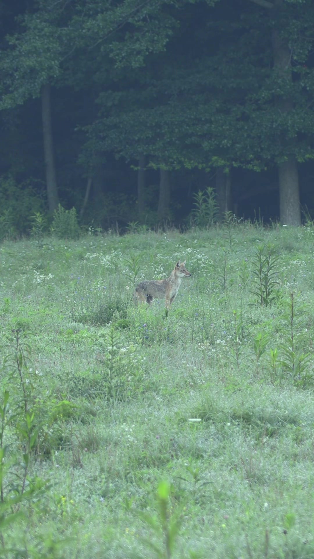 @FOXPRO Game Calls