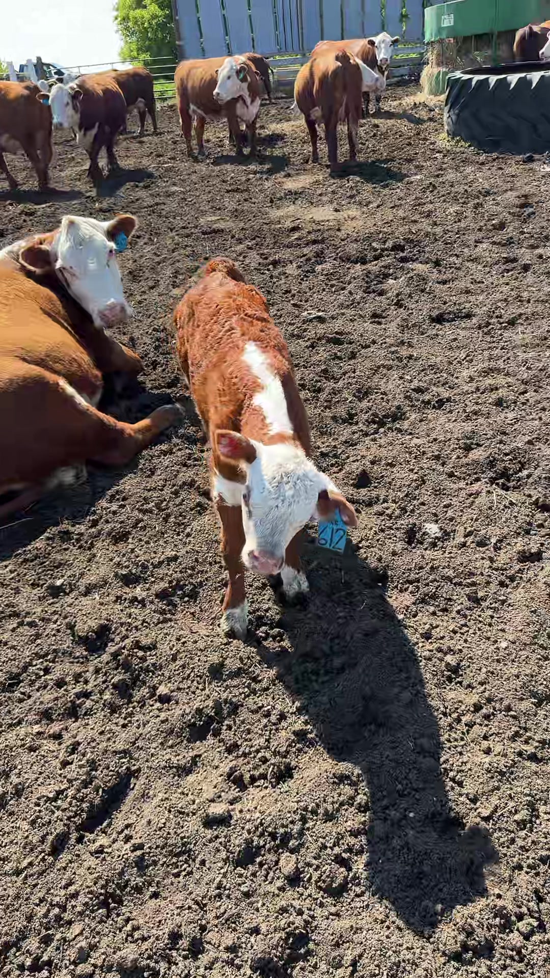 @Vos-Cattle-Co