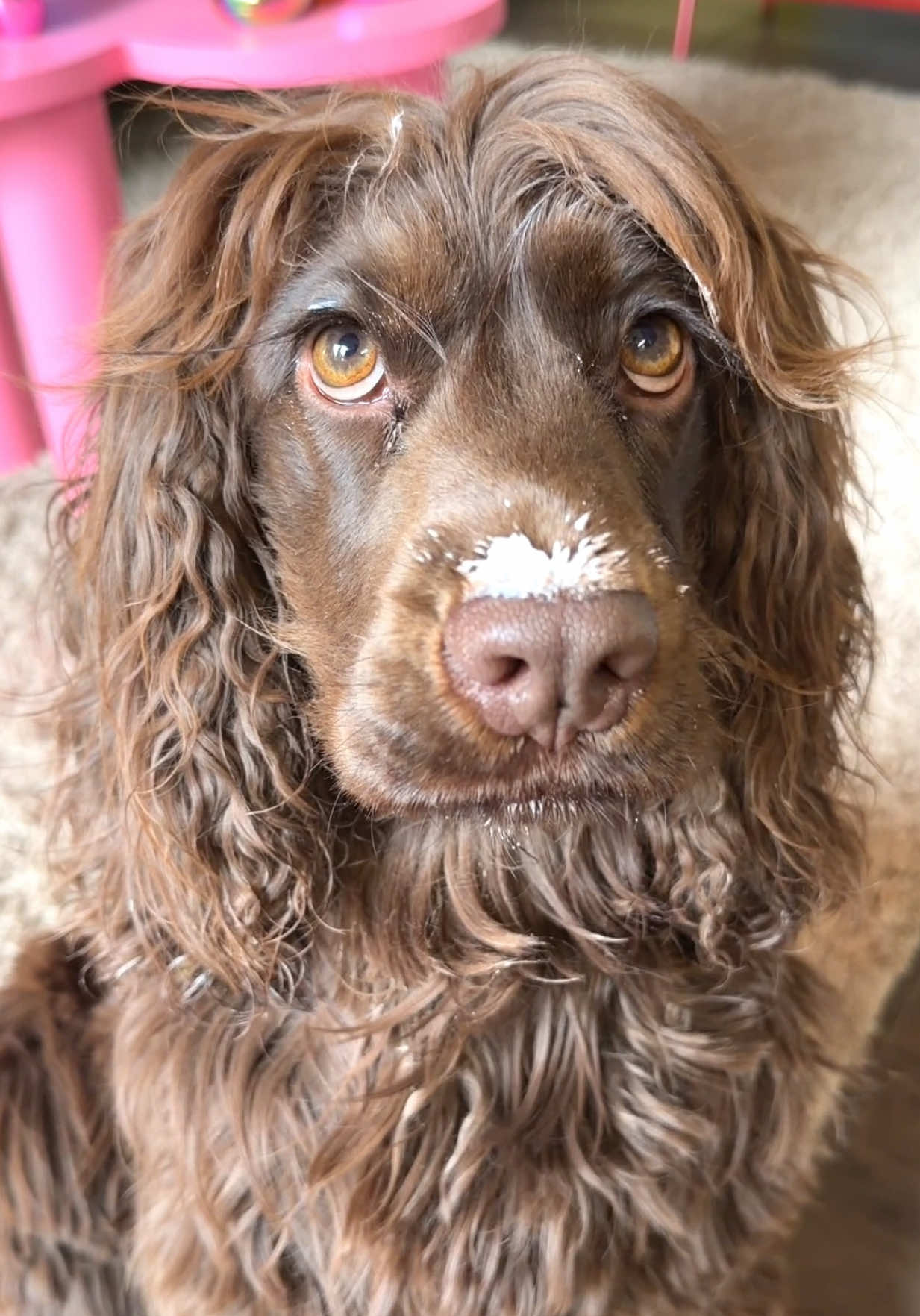@Yoshi_der_Schokococker