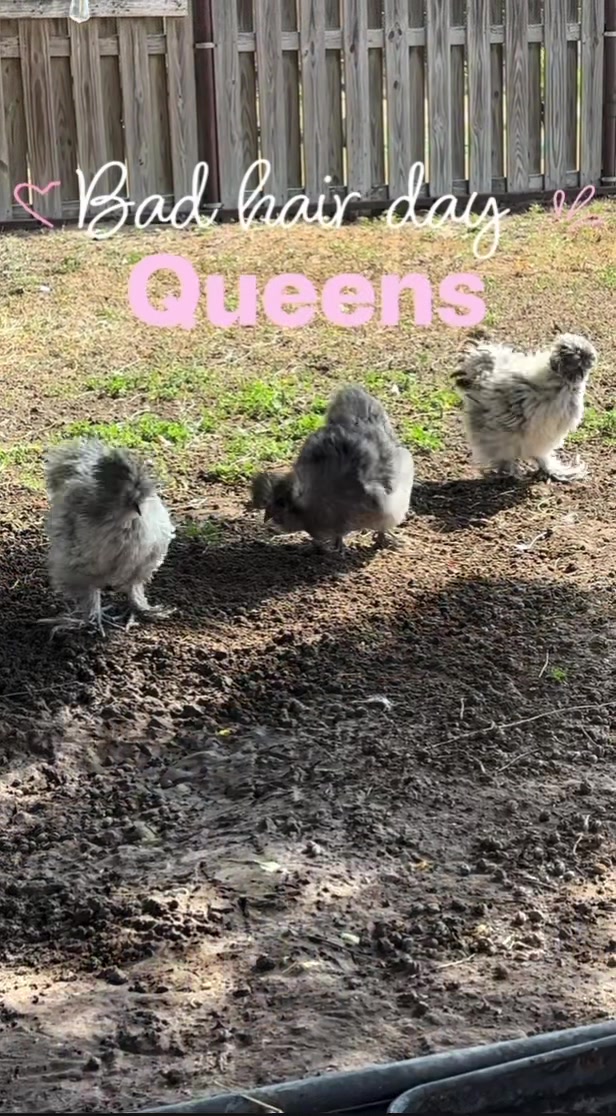 @𝕊𝕚❁ᥫ᭡𝔽𝕝𝕦𝕗𝕗𝕪ℂ𝕠𝕣𝕣𝕒𝕝