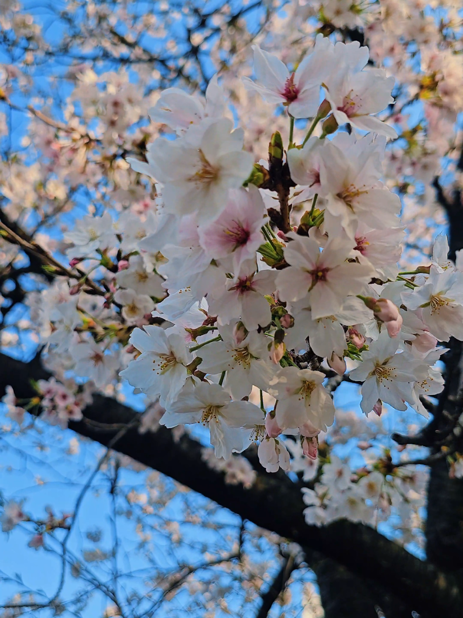 @HolaNihon