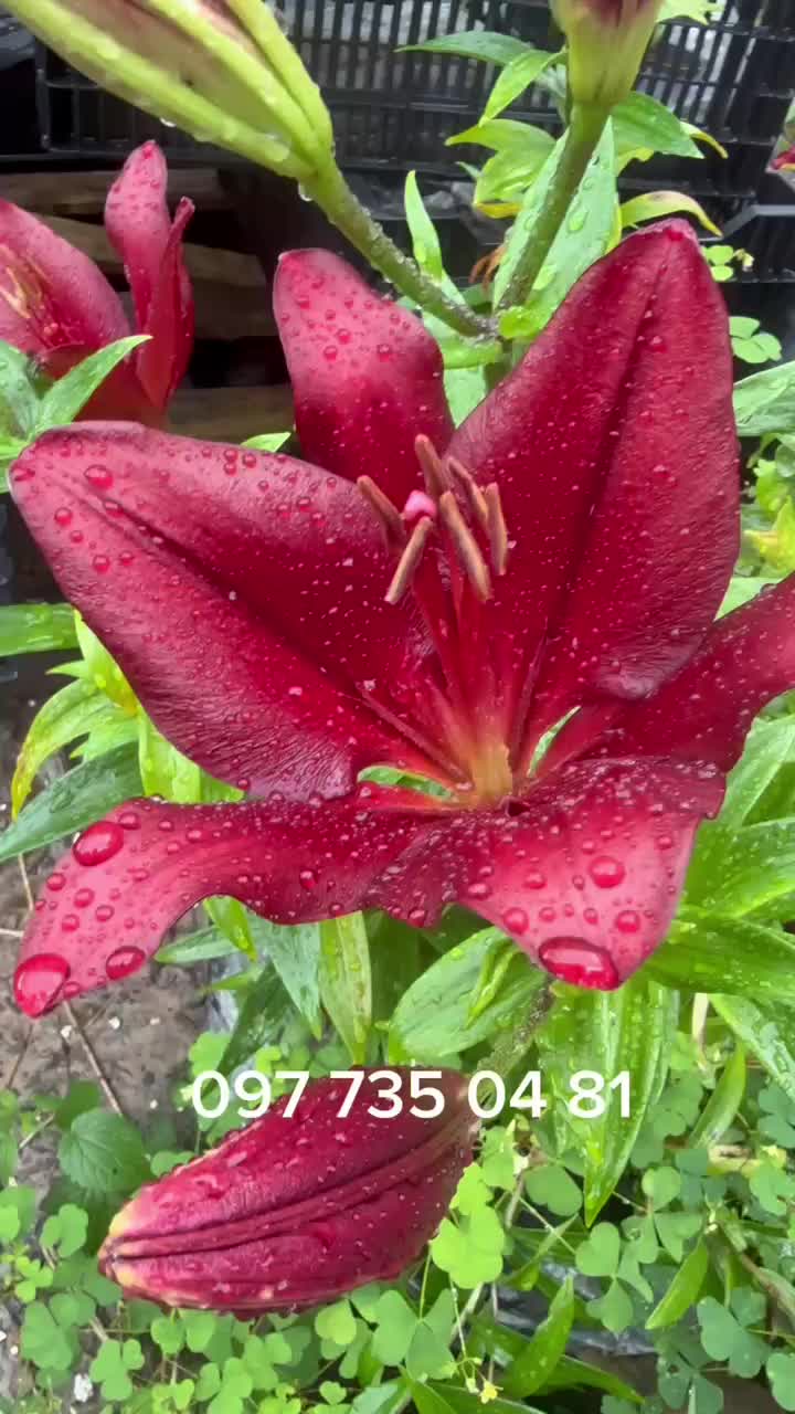 @maxflora0977350481