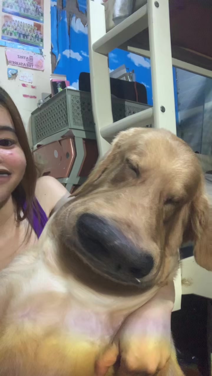 @Elmo 🐶