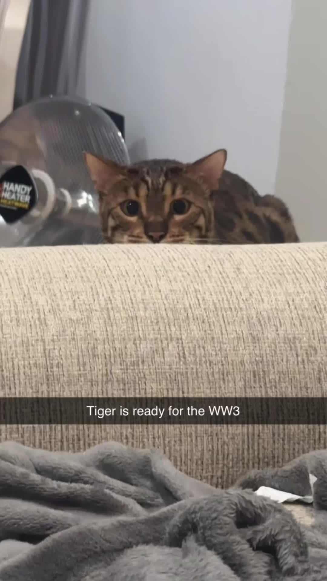 @Macho_Tiger_Lucky