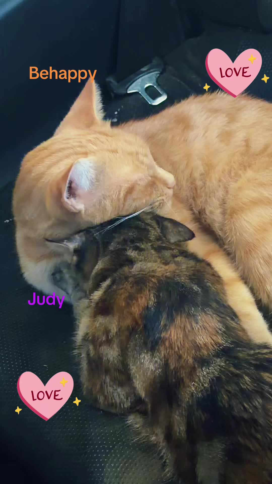@Amri Gatitos