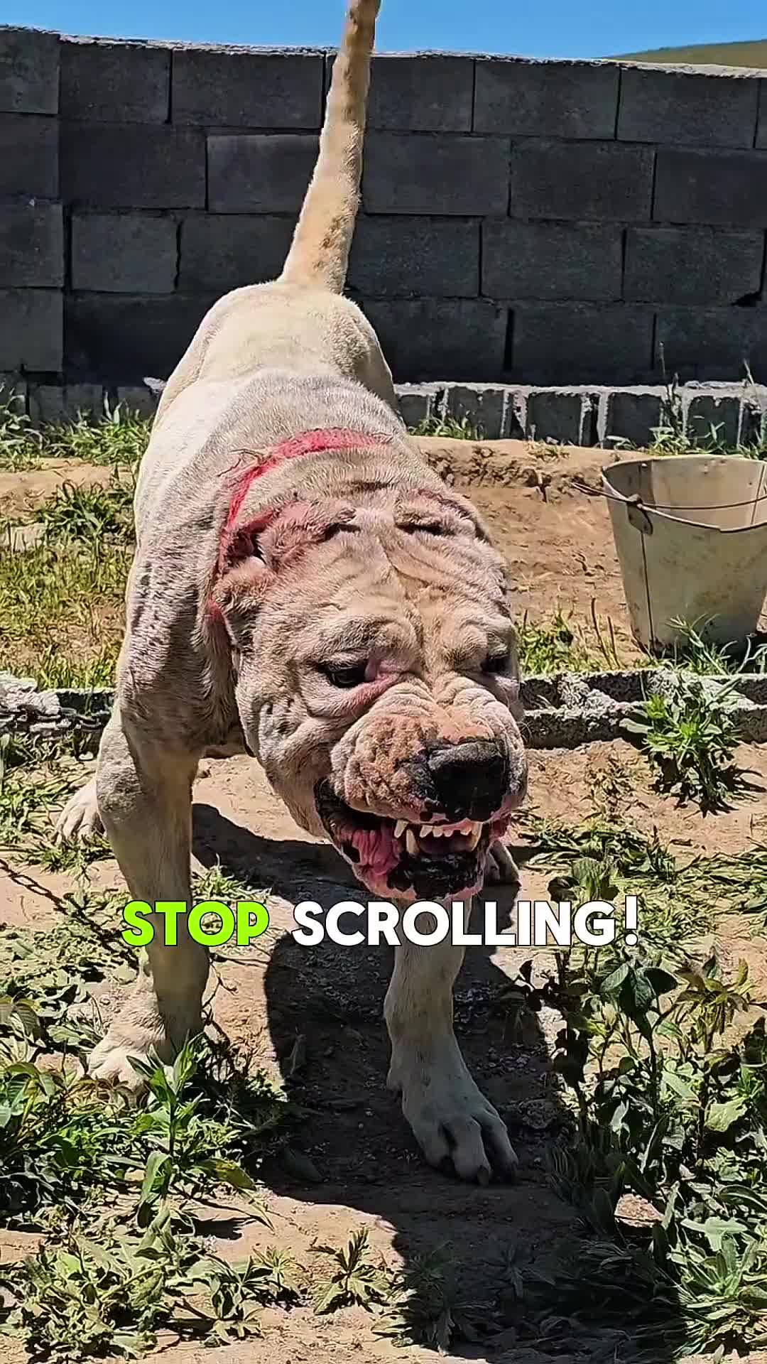 @animolfacts