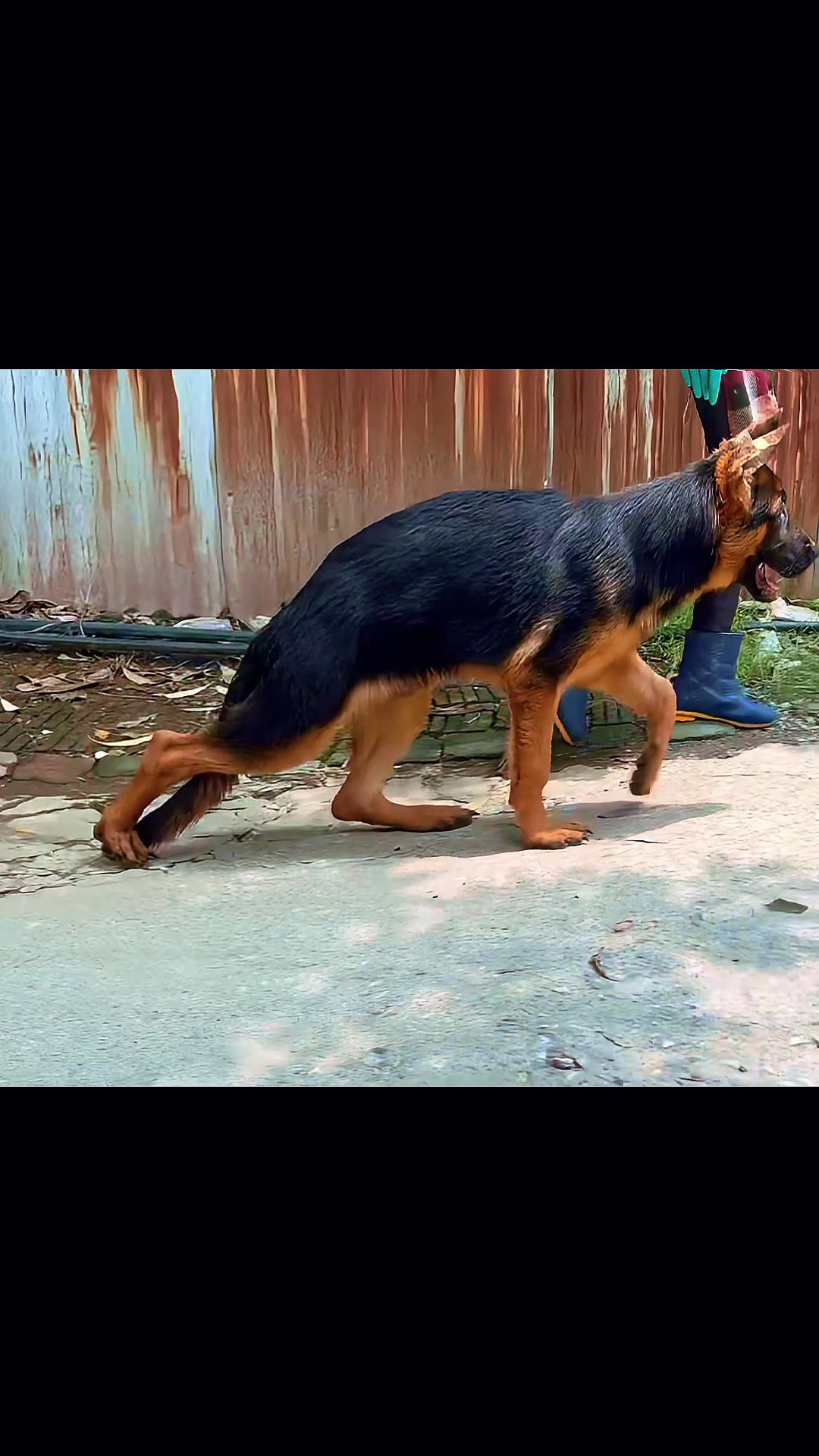 @Trại chó Becgie hoàng Minh