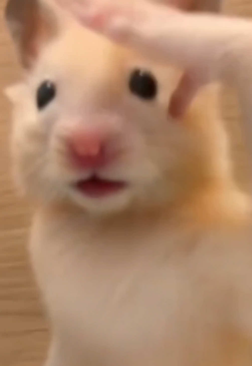 @FCham