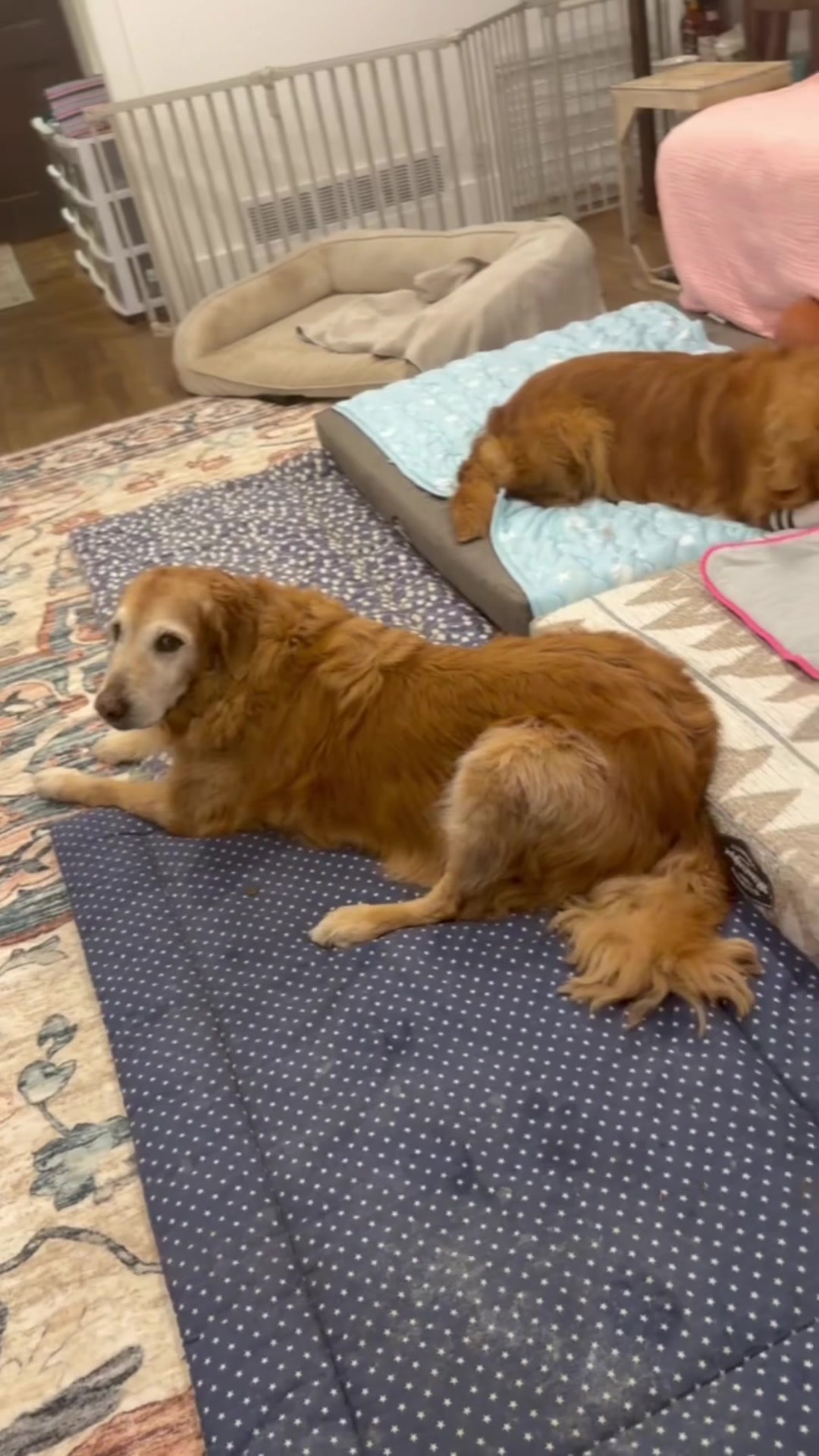 @DogMomisms