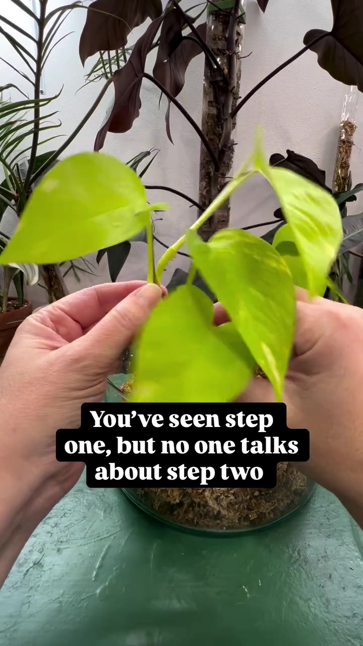 @Pothosiblyaboutplants