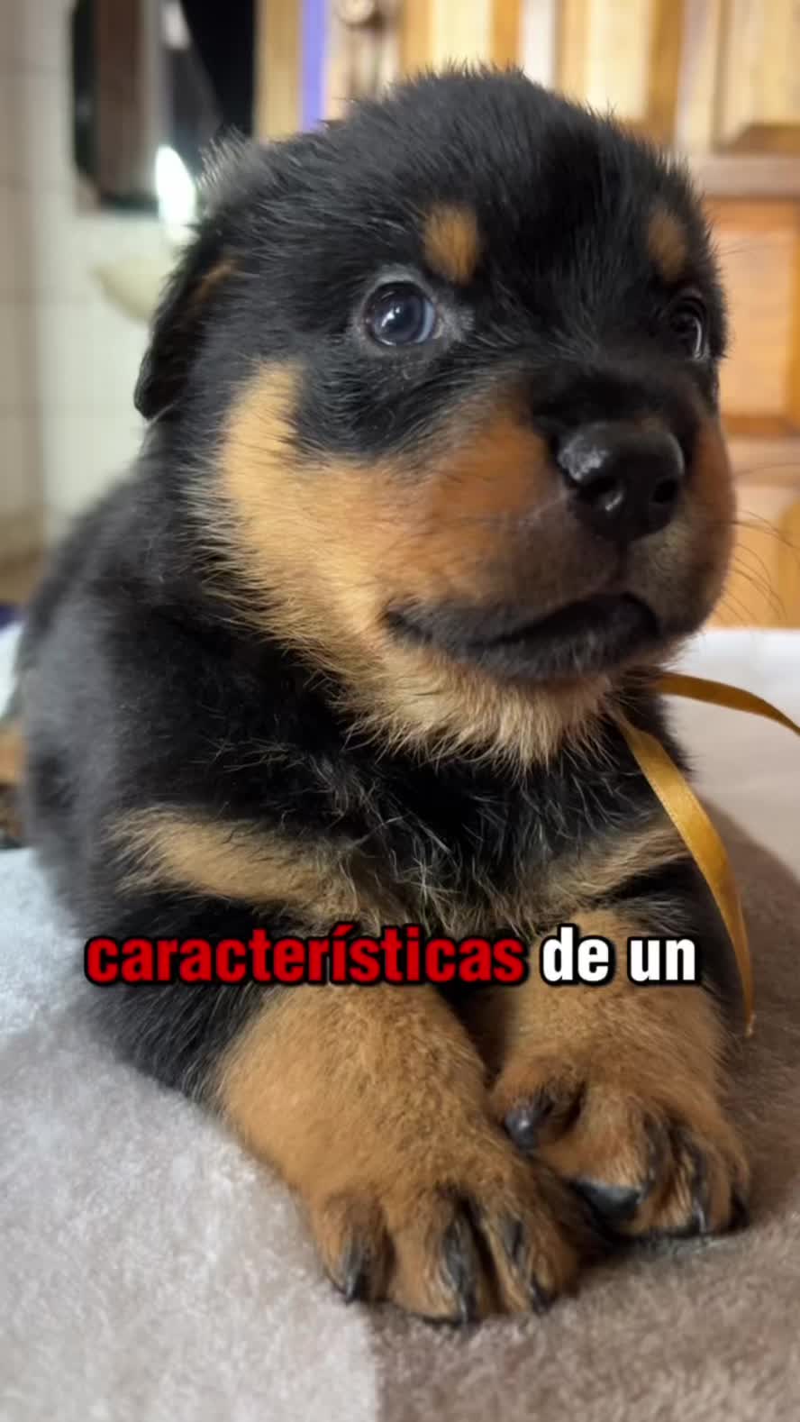@I love DOGS