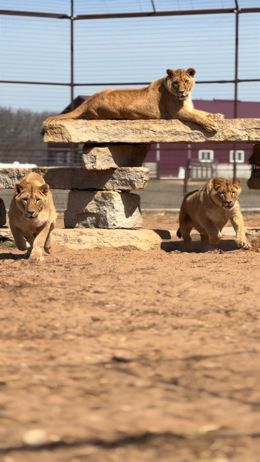 @Shamba Safari