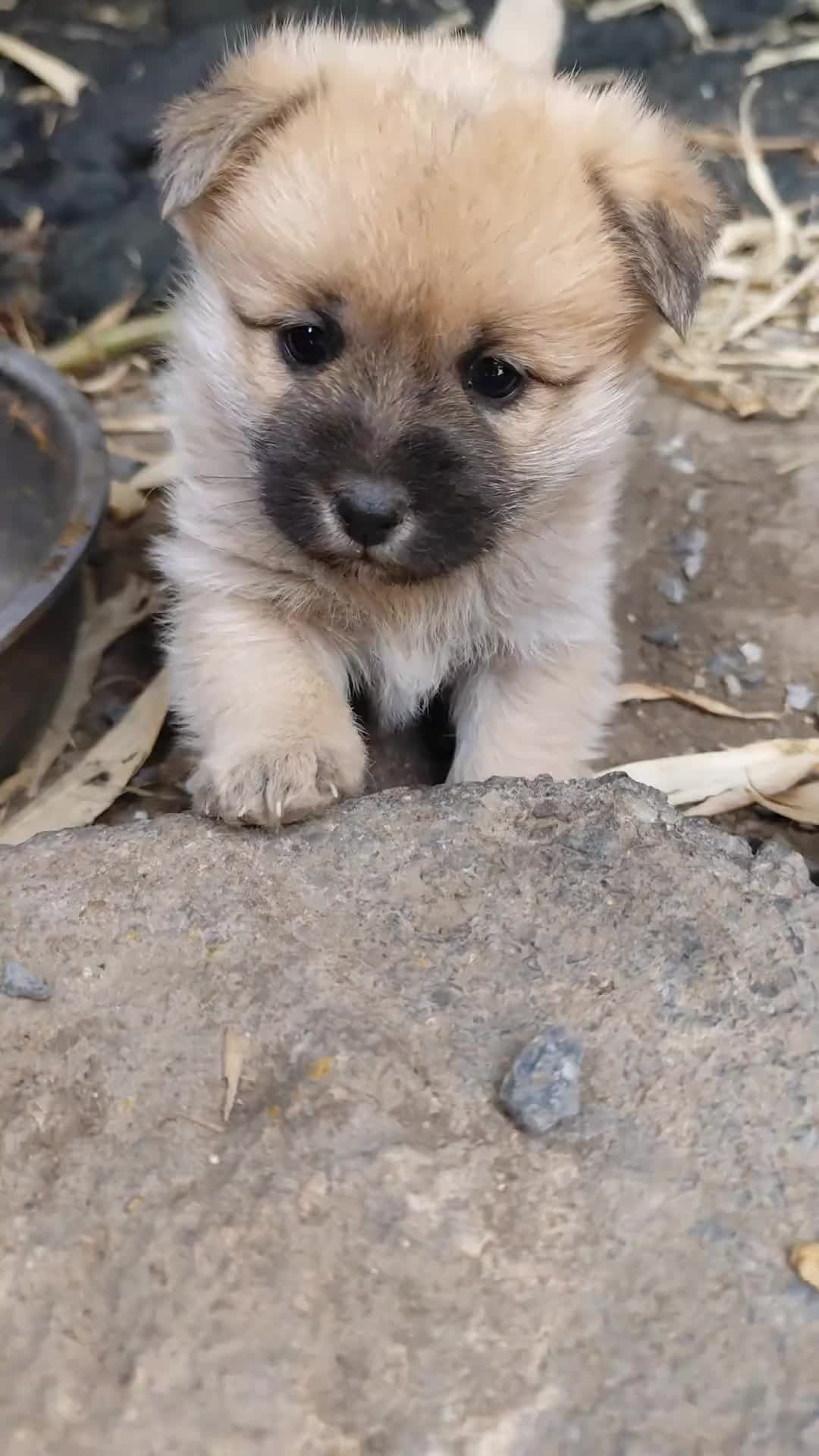 @MeowWoofMoments