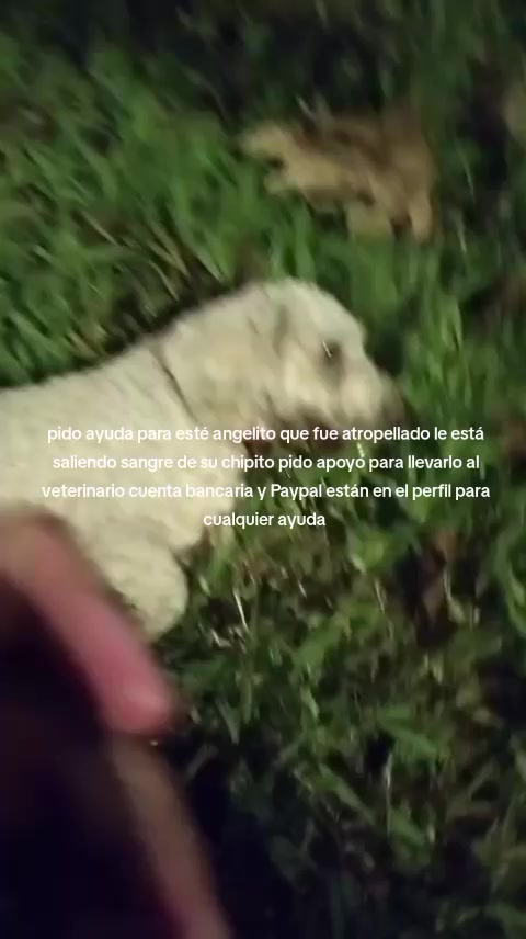 @Rescateyrefugio2