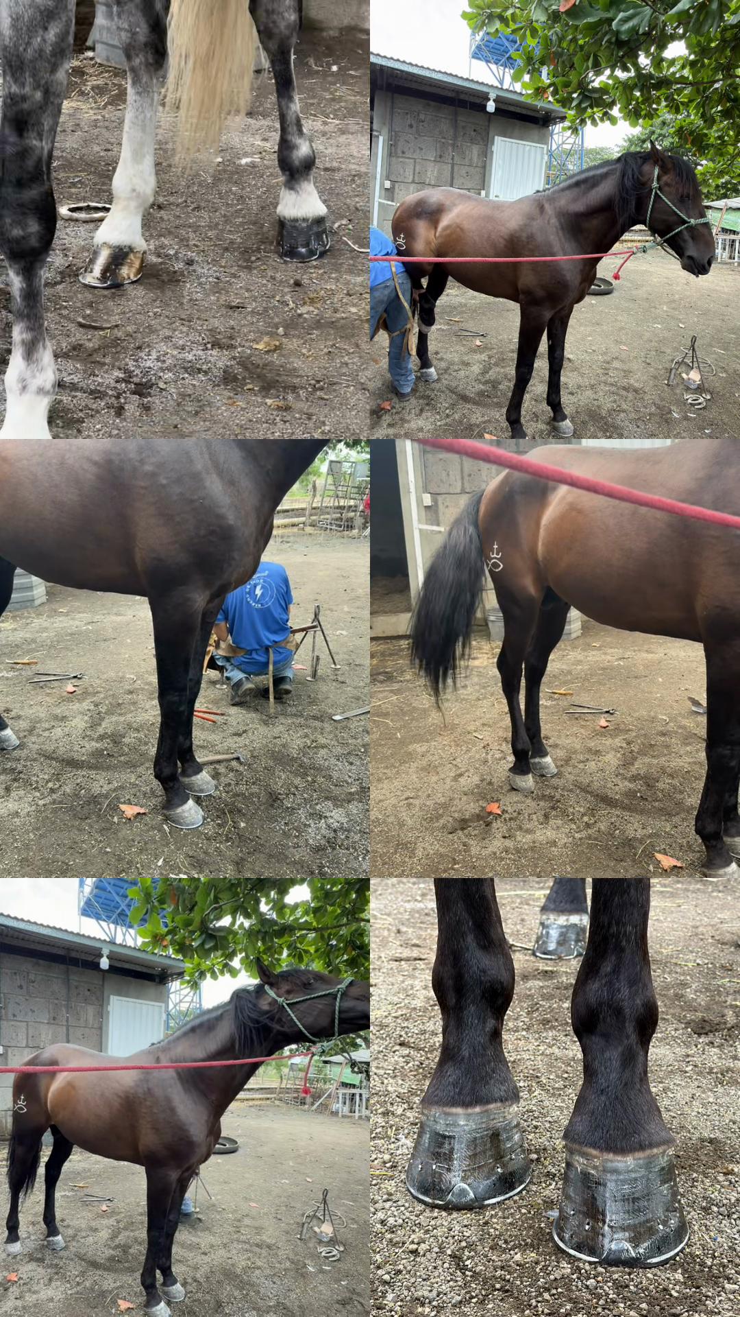 @EQUINOVET NICARAGUA