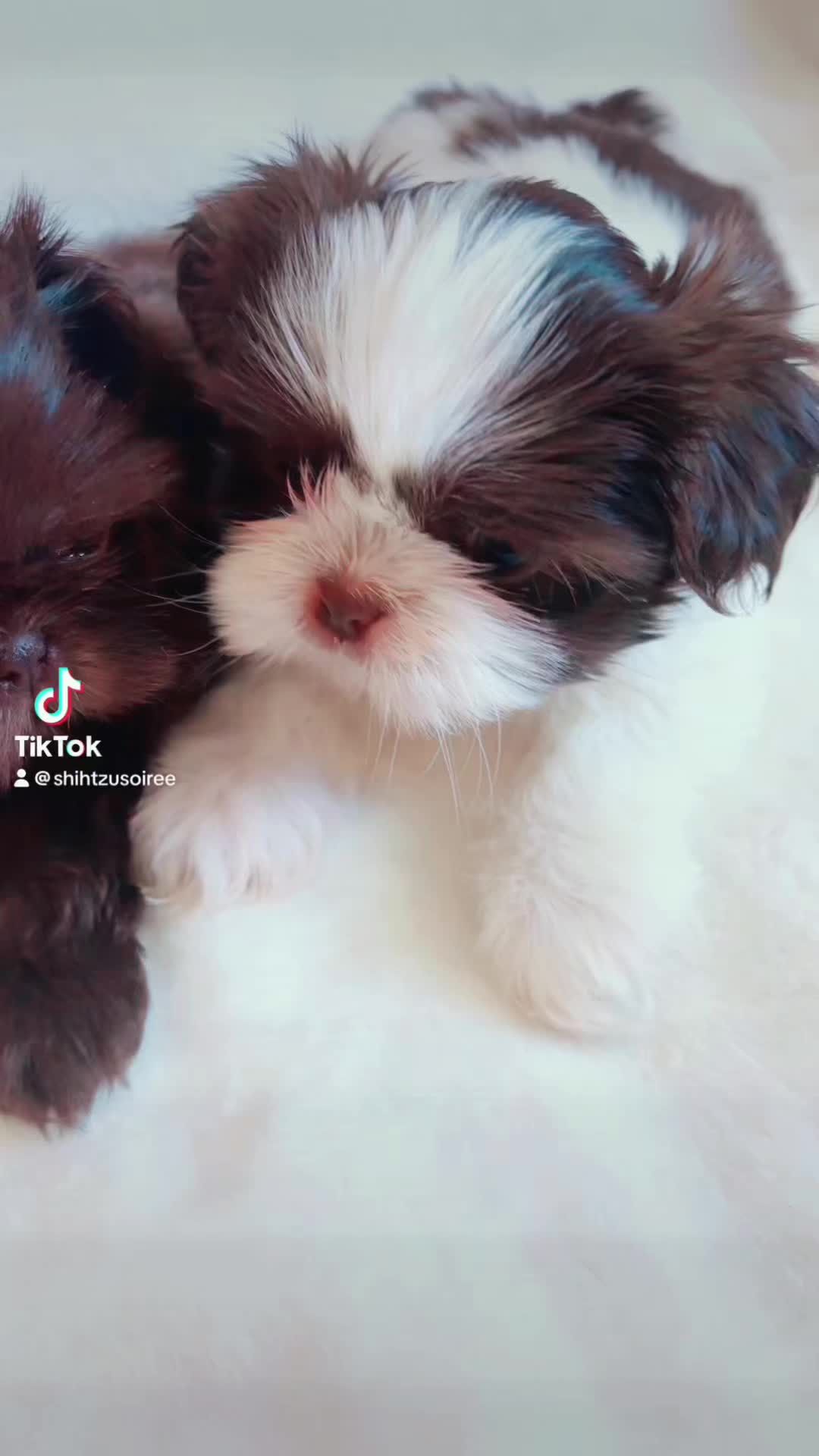 @SHIHTZU SOIR&Eacute;E
