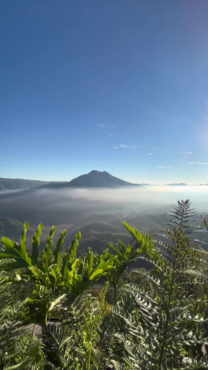 @Amora Kintamani