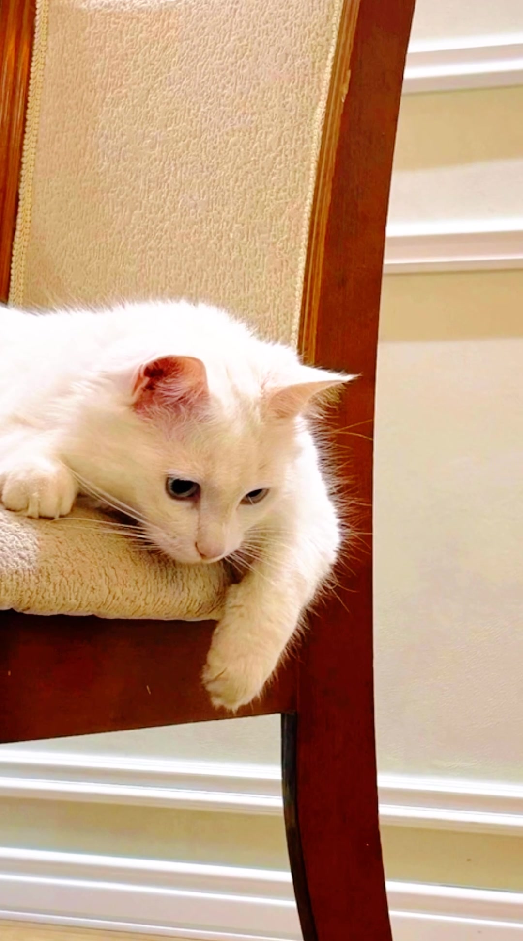 @Kedi_BULUT