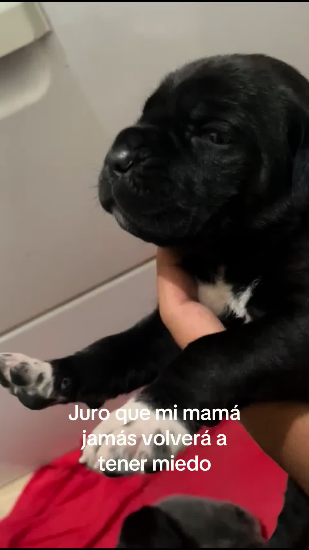 @Jess Butrón
