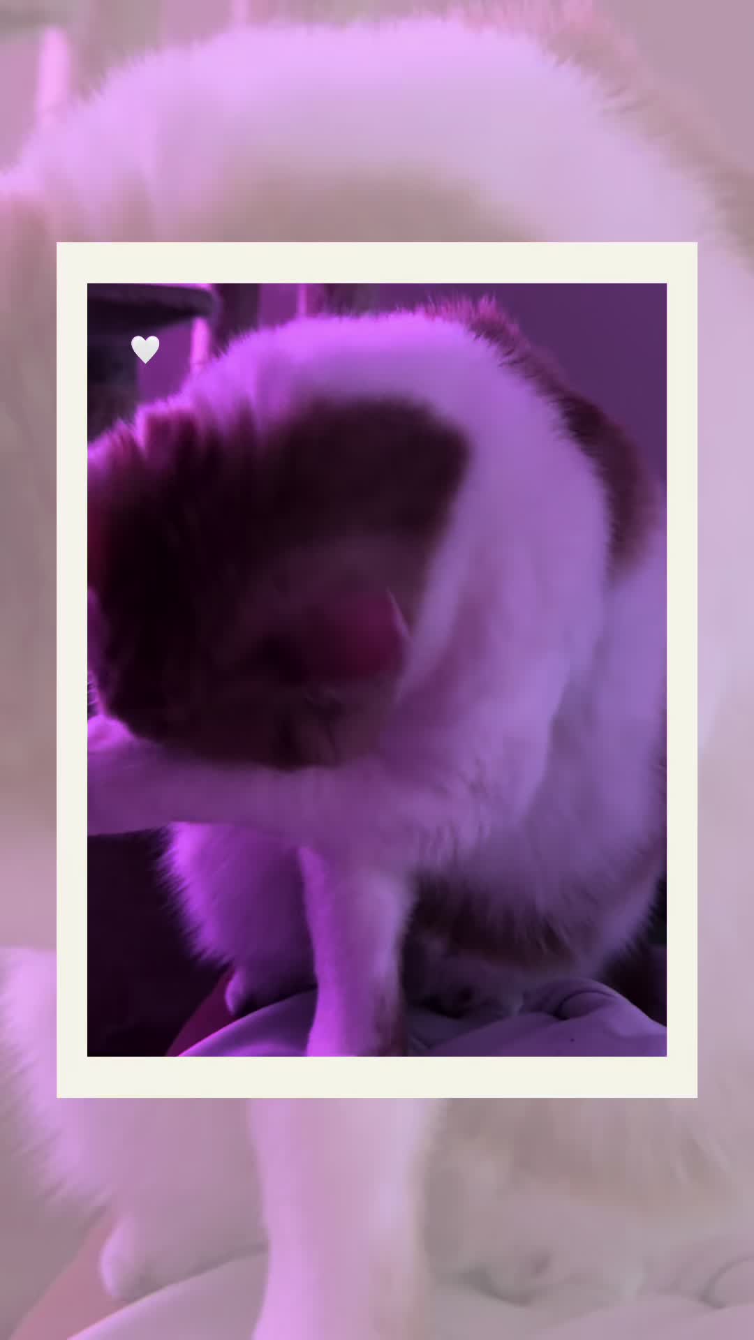 @mystic paws