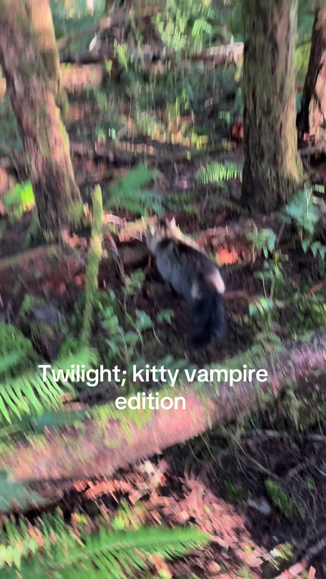 @itsbubblesinthewoods