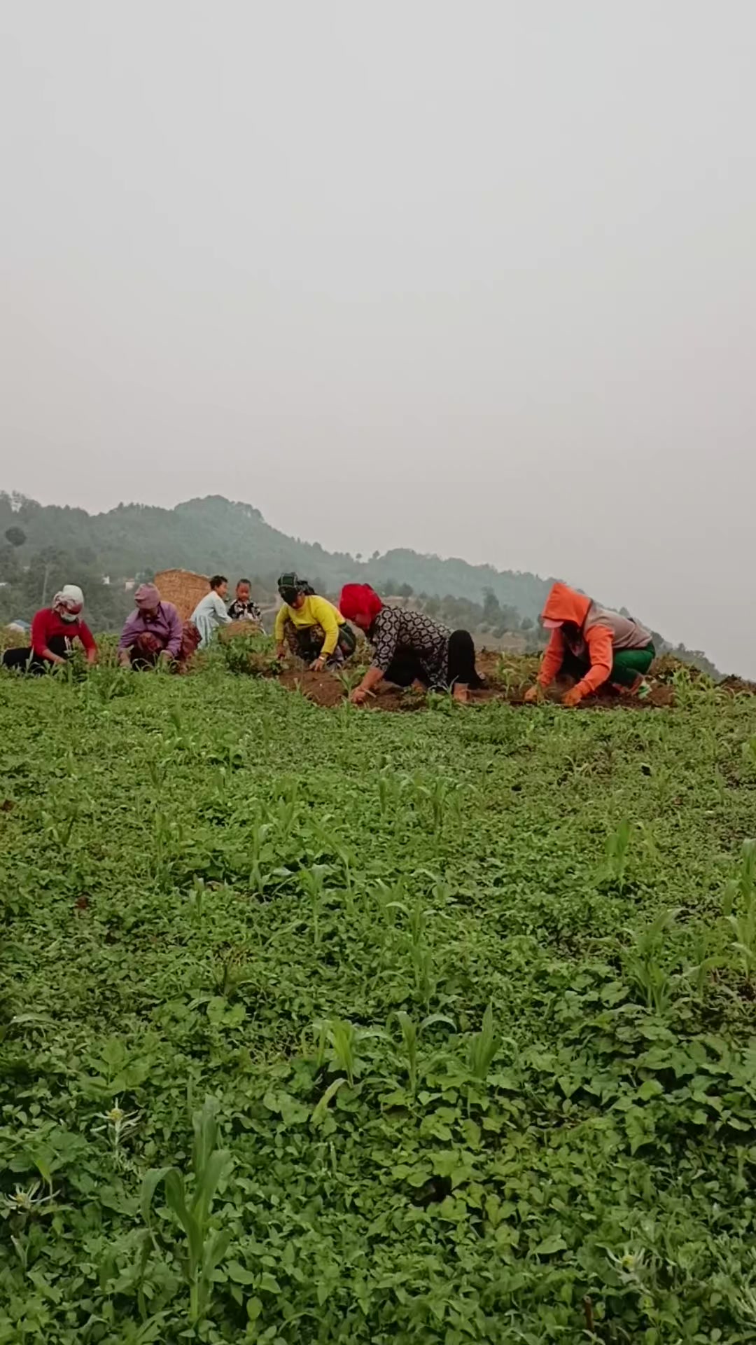 @Anu Purja