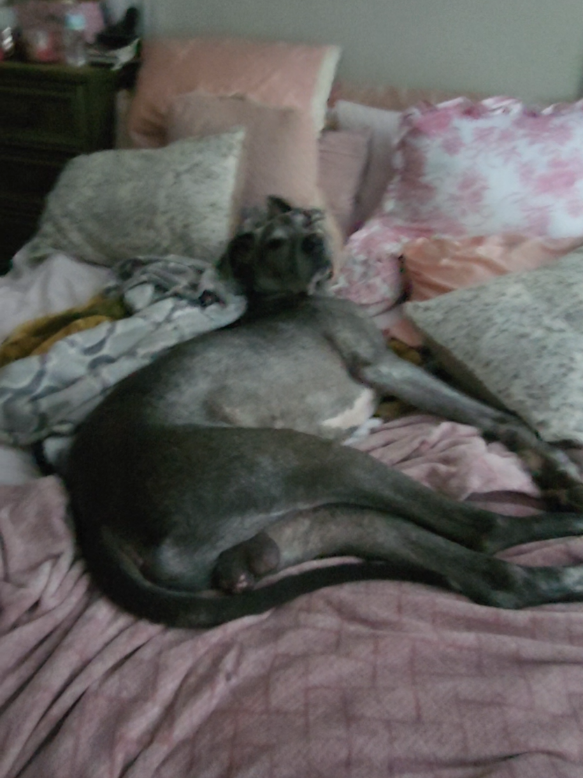@Dane Mom Life | Big Funny Dog