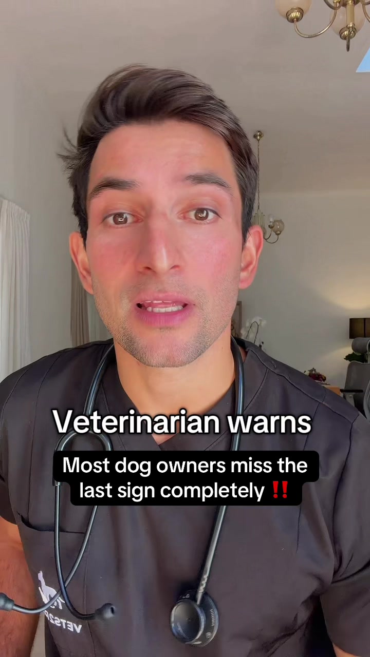 @Amir the vet