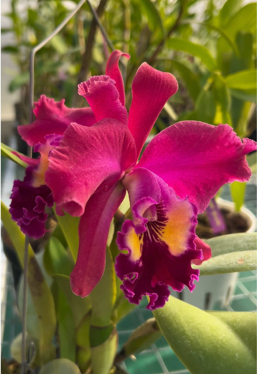 @Anggina Orchid