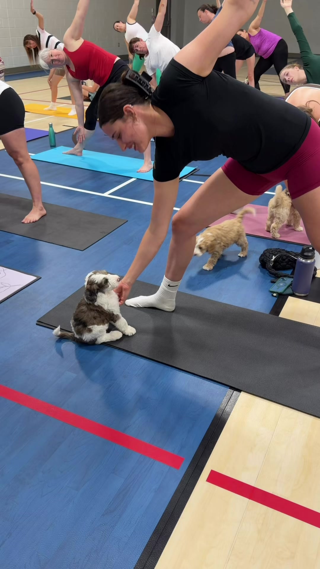@Muskoka Puppy Yoga