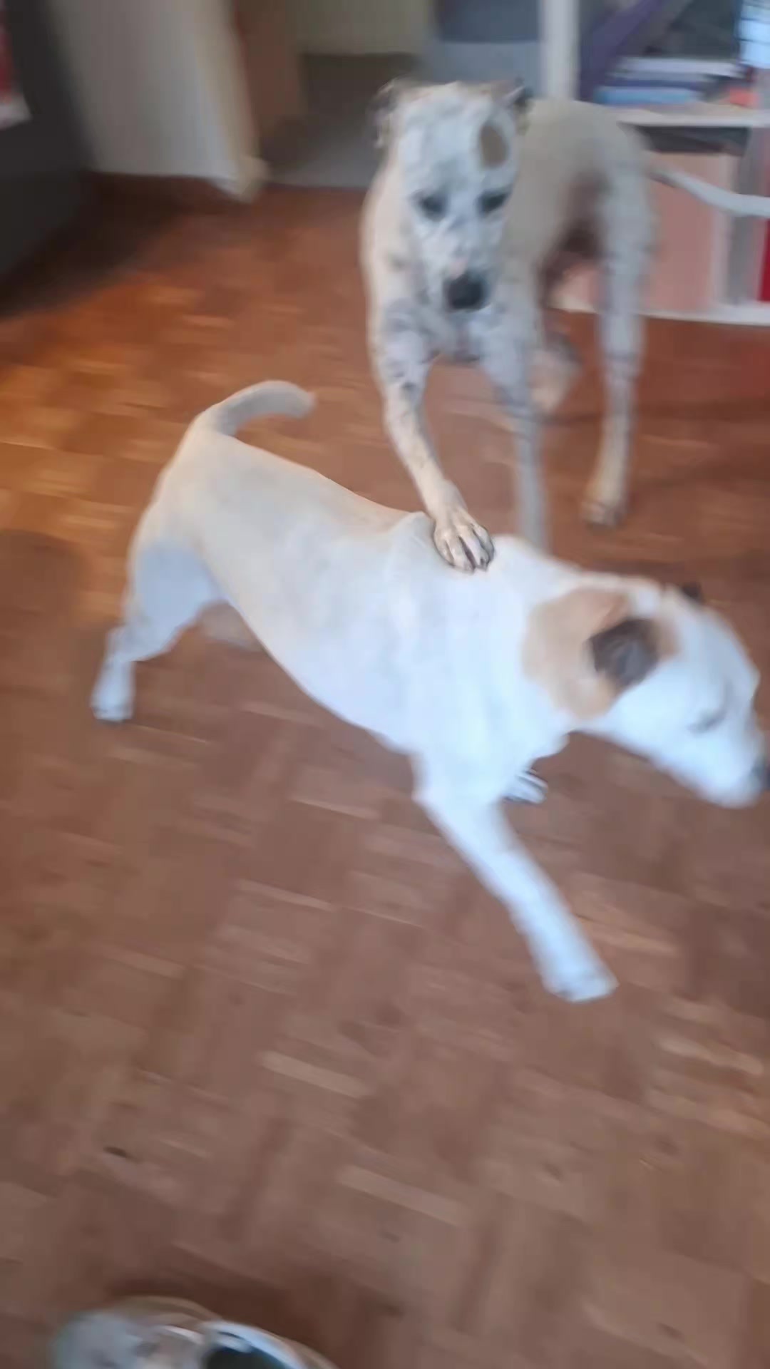 @dogs_and_stuff_8