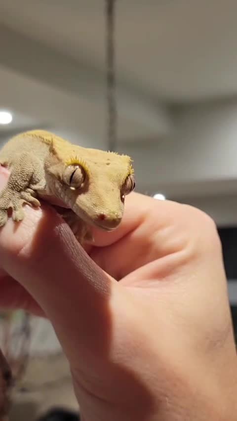 @Rockin' Reptiles Bristol